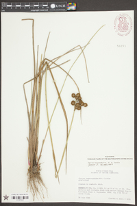 Juncus megacephalus image