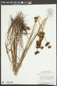 Juncus megacephalus image