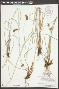 Juncus megacephalus image