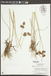 Juncus megacephalus image