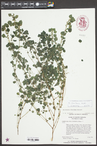 Parietaria praetermissa image