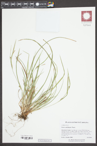 Carex calcifugens image