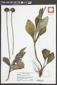 Helianthus radula image