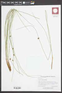 Juncus coriaceus image