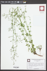 Galium circaezans image