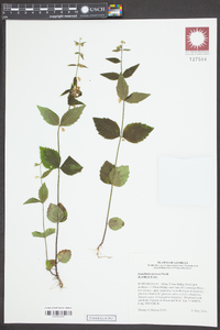 Scutellaria nervosa image