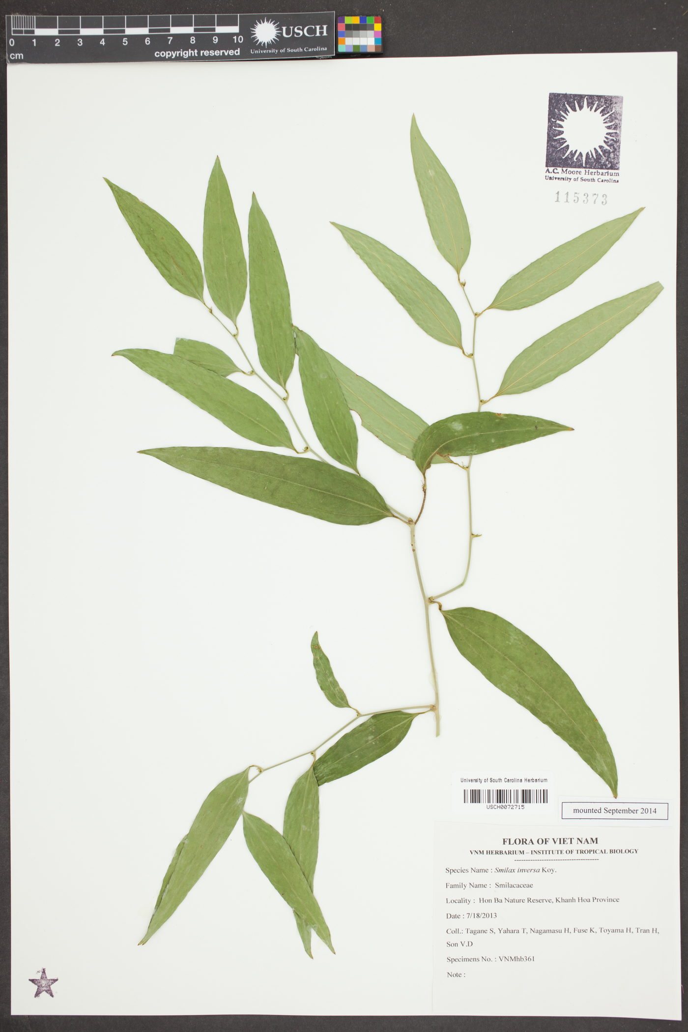 Smilax inversa image