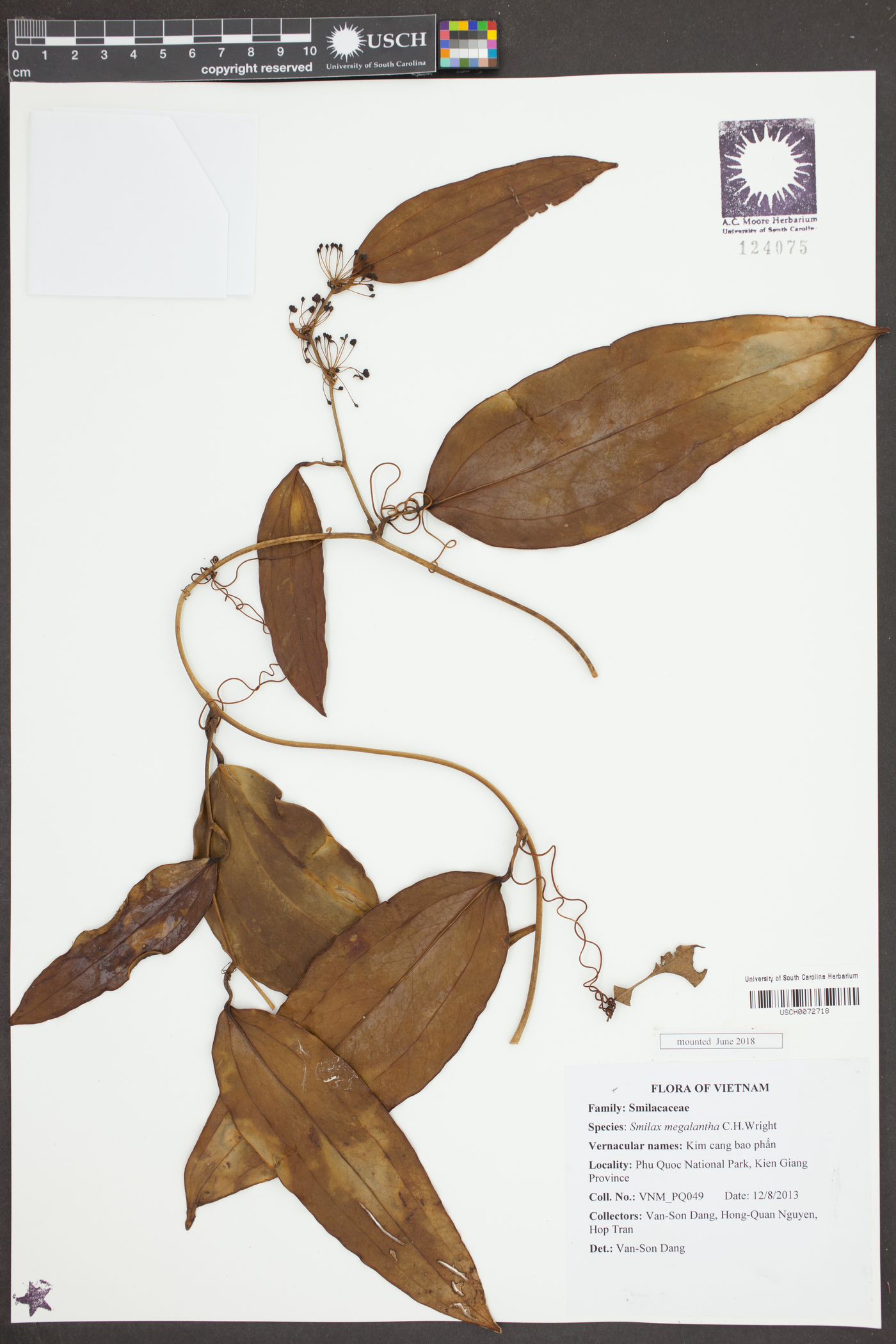 Smilax megalantha image