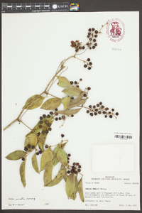 Smilax smallii image