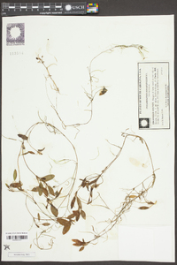 Potamogeton diversifolius image