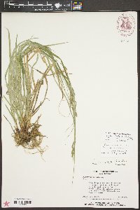 Carex virescens image