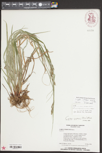 Carex virescens image