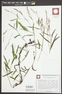 Persicaria setacea image