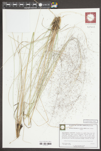 Muhlenbergia capillaris image