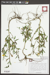 Ludwigia decurrens image