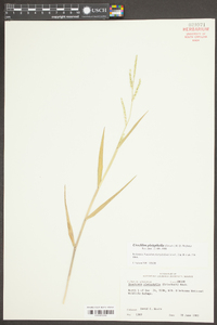 Urochloa platyphylla image