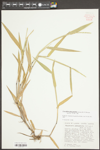 Urochloa platyphylla image