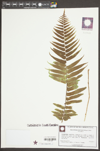 Polystichum munitum image