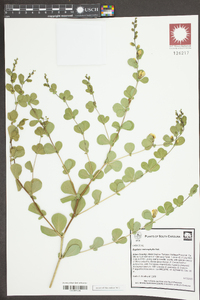 Image of Baptisia ×microphylla