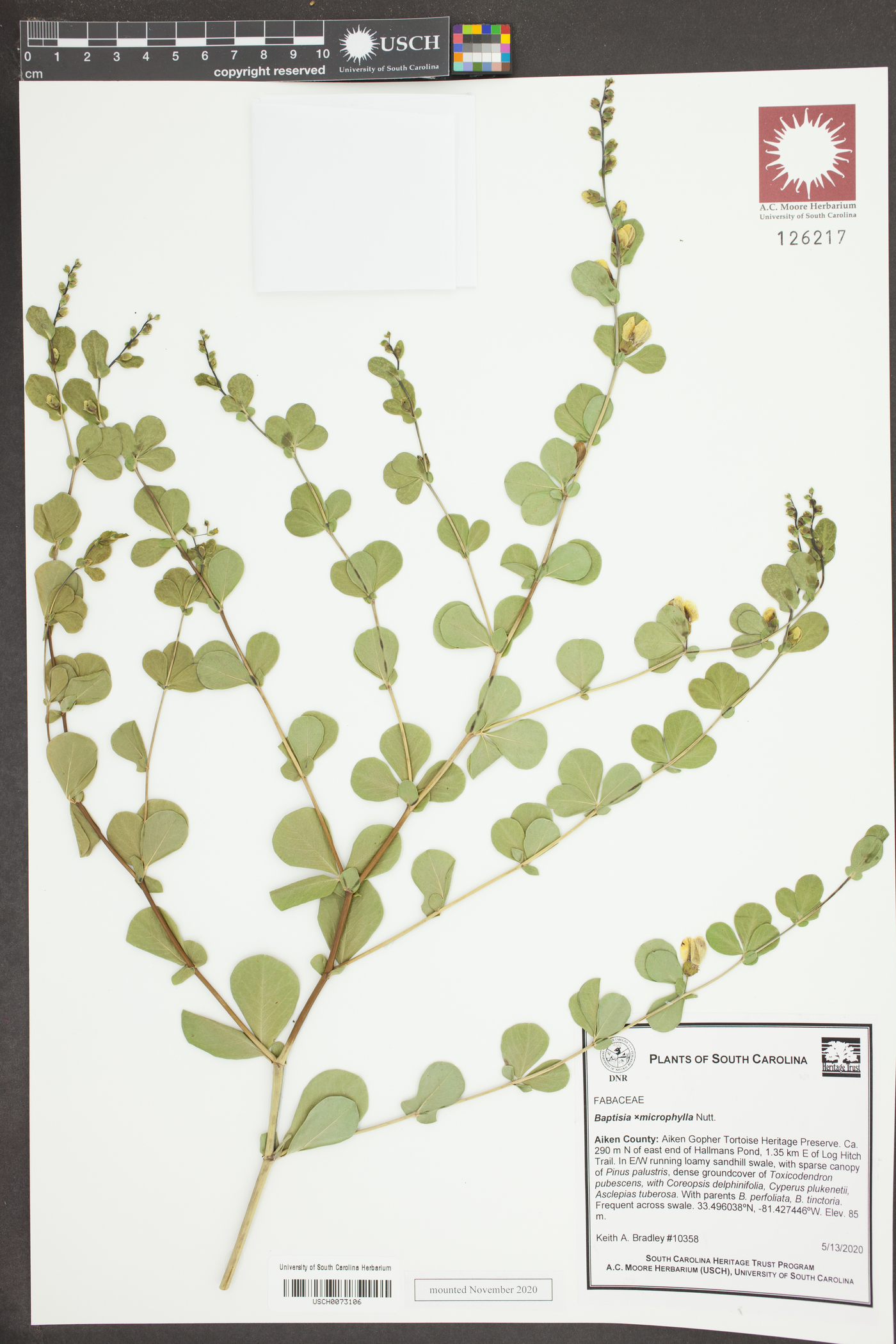 Baptisia ×microphylla image