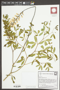 Baptisia albescens image