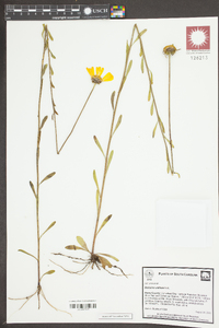 Balduina uniflora image