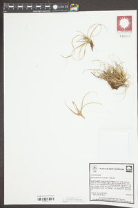 Carex tonsa image