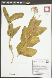 Asclepias humistrata image