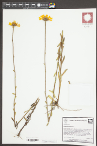 Balduina uniflora image