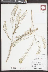 Descurainia pinnata var. pinnata image