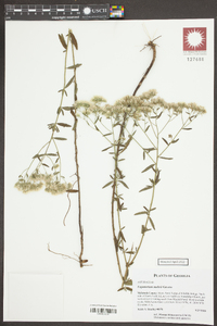 Eupatorium mohrii image