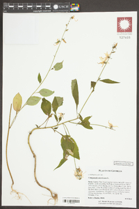 Campanulastrum americanum image