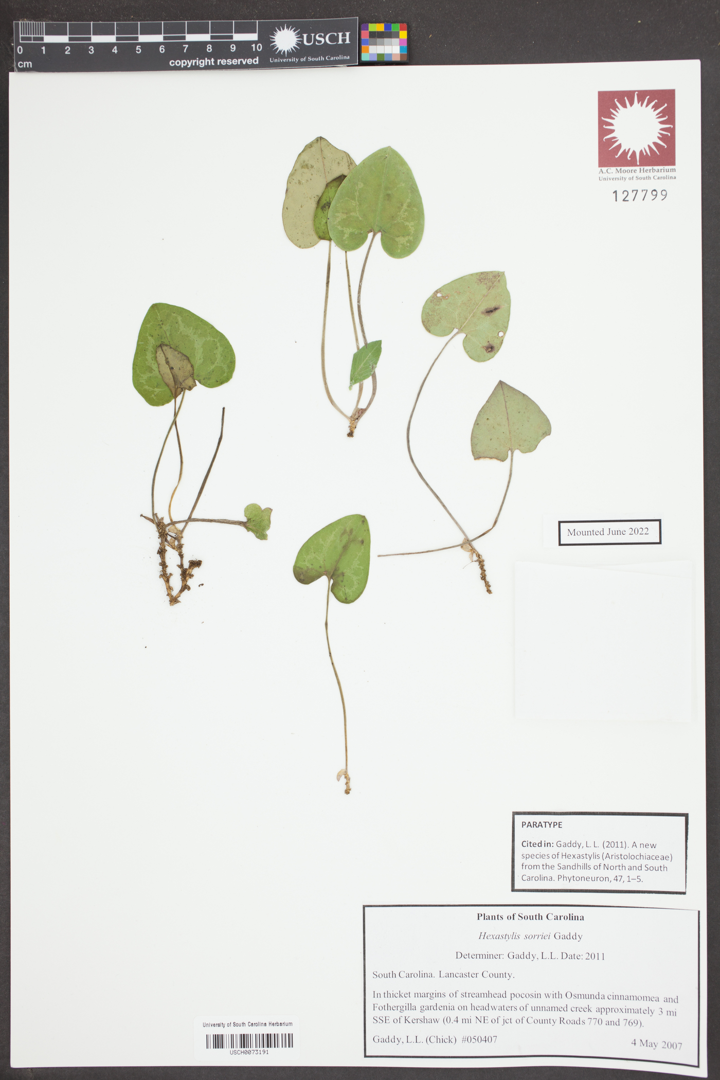 Hexastylis sorriei image