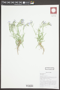 Phlox longiflora image