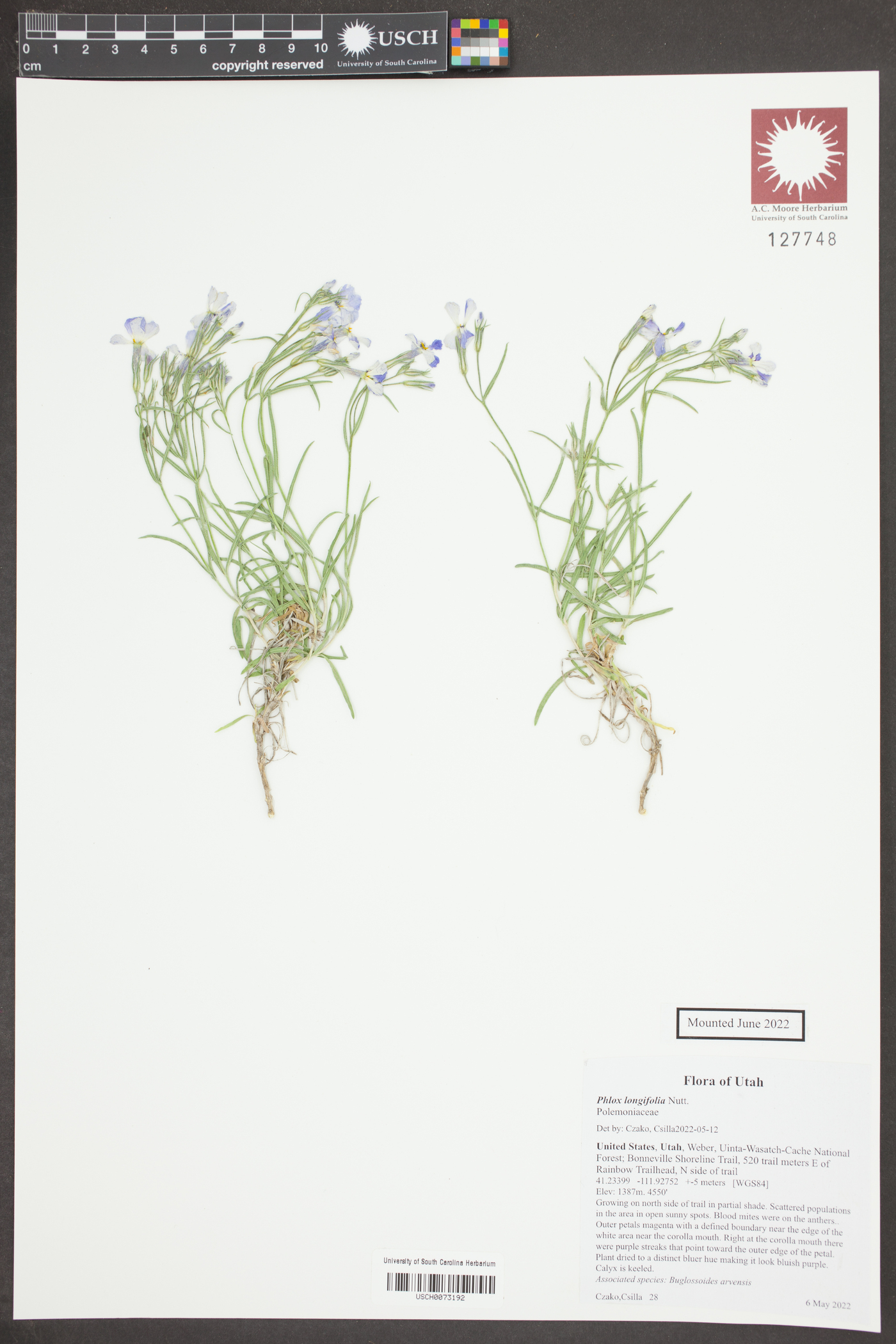 Phlox longiflora image