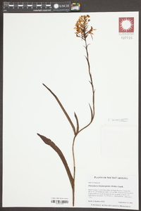 Platanthera blephariglottis image