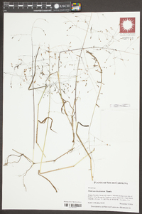 Panicum bisulcatum image