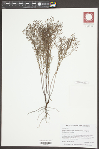Lechea torreyi image
