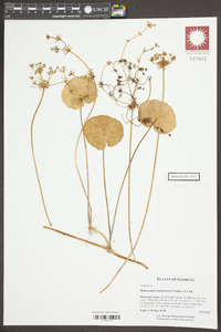 Hydrocotyle bonariensis image