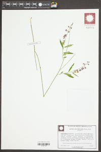 Asemeia grandiflora image