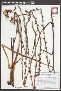 Philydrum lanuginosum image