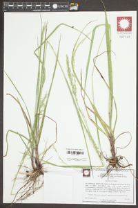 Coleataenia anceps subsp. rhizomata image