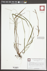 Paspalum laeve image