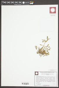 Sesuvium maritimum image