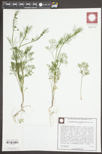 Cyclospermum leptophyllum image
