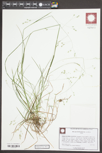 Poa autumnalis image