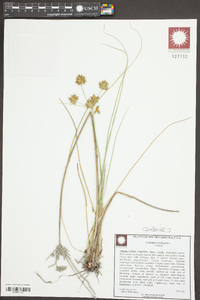 Cyperus elegans image