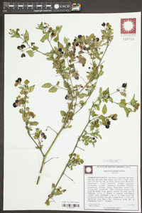 Solanum americanum image