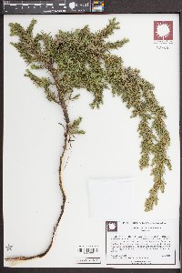 Juniperus conferta image