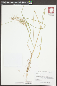 Sorghastrum elliottii image